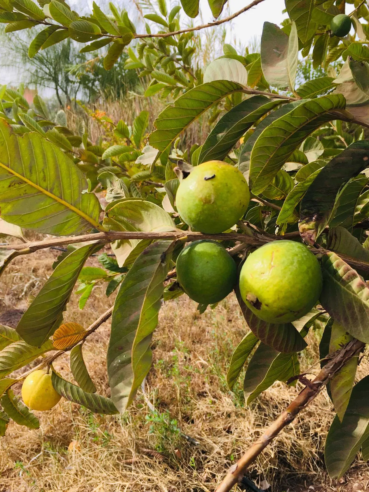 Goyave Branches Jpg