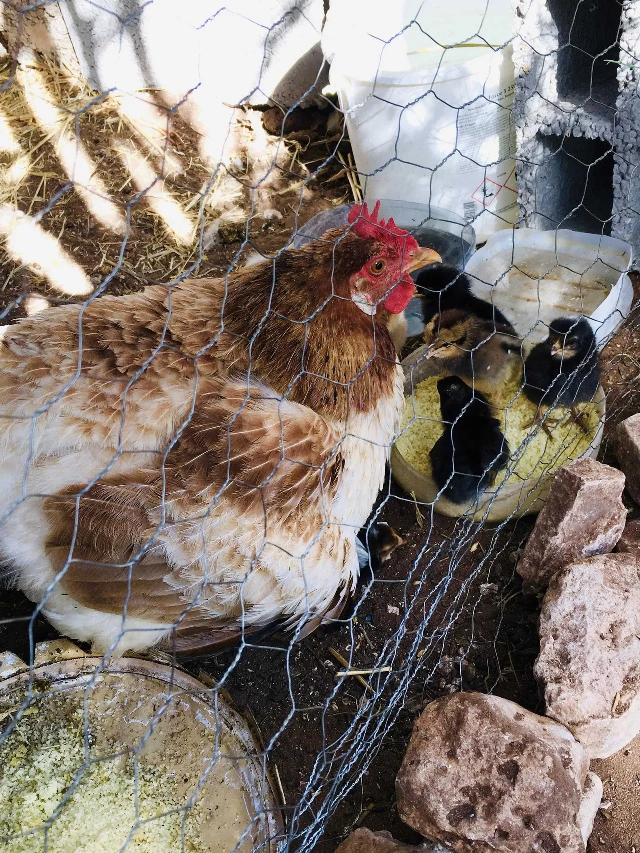 Poules Min